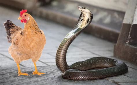 do snakes prefer a symphony over silence?